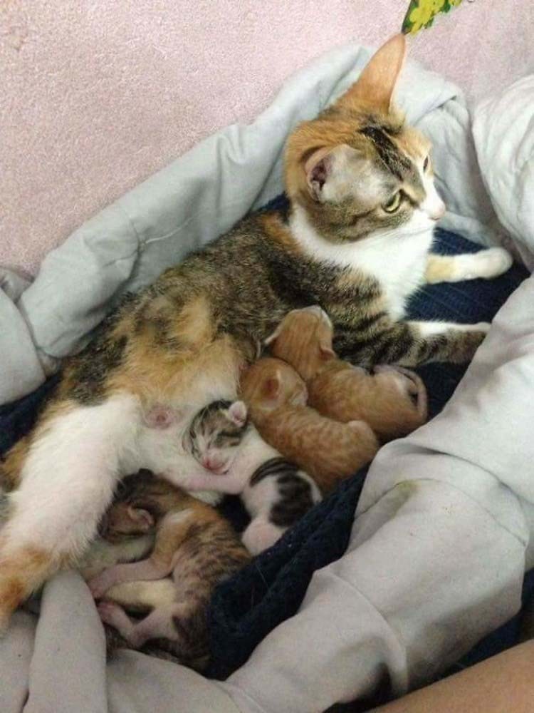 http://cdn.fishki.net/upload/post/2017/02/26/2227982/father-cat-supports-mom-cat-giving-birth-wins-everyones-hearts-vinegret-8.jpg