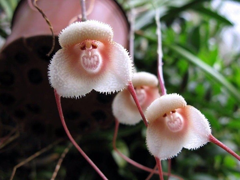 Дракула или обезьянья орхидея