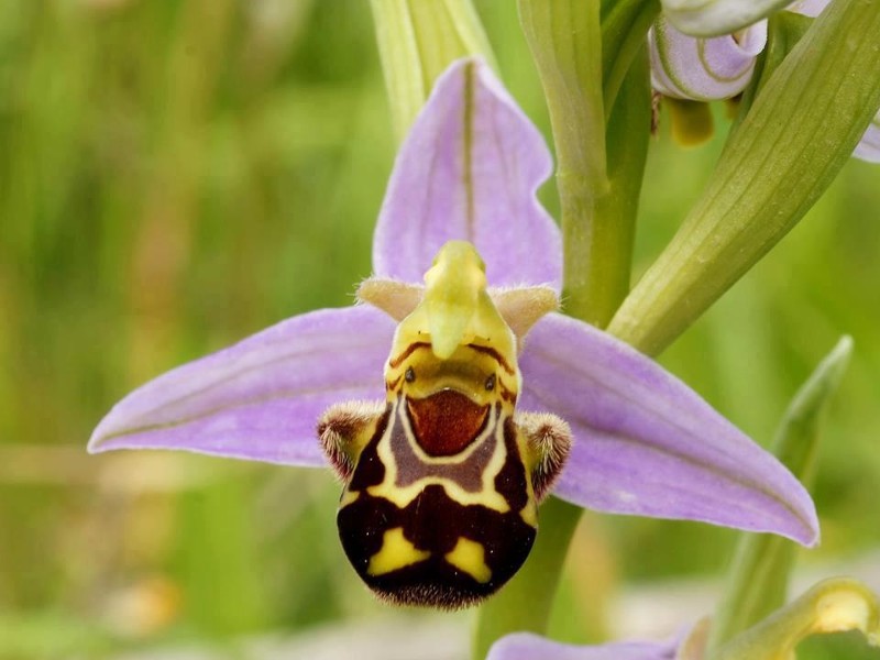 пчелиная орхидея