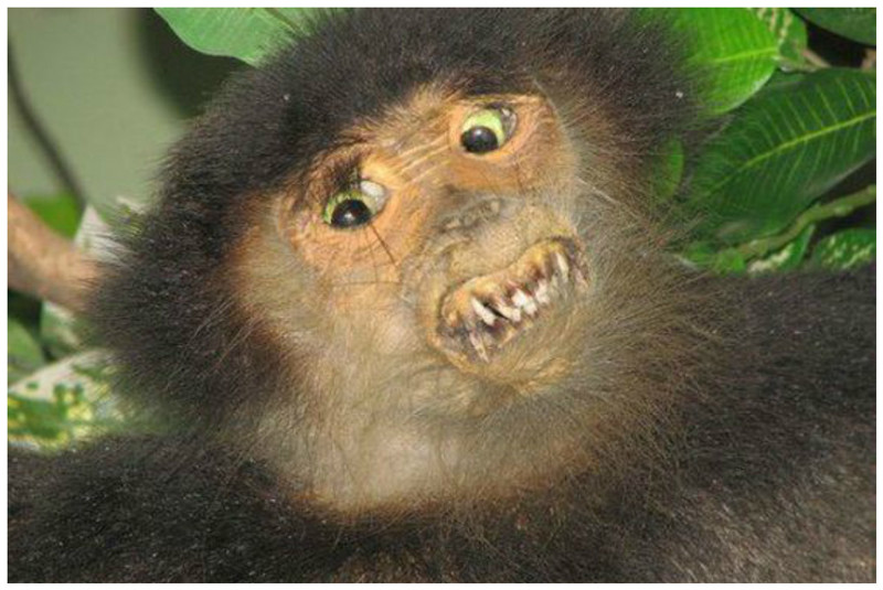 Самая страшная обезьяна в мире фото