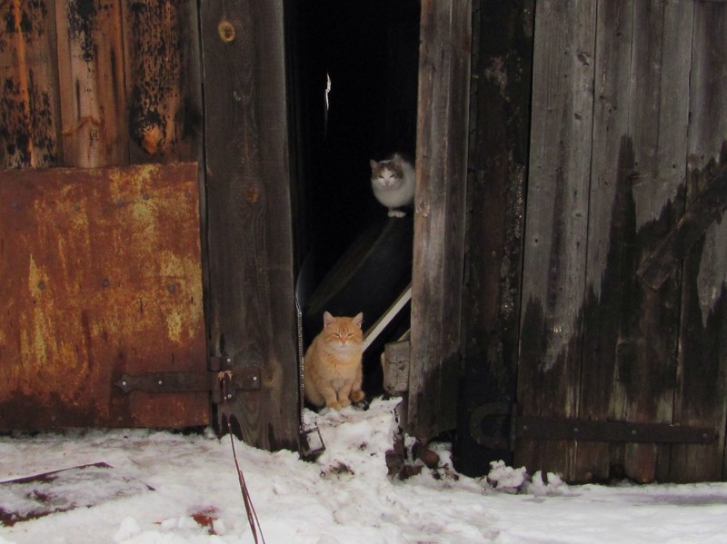 Очень колоритные уличные коты. Часть 3: спецвыпуск в честь Дня кошек в России