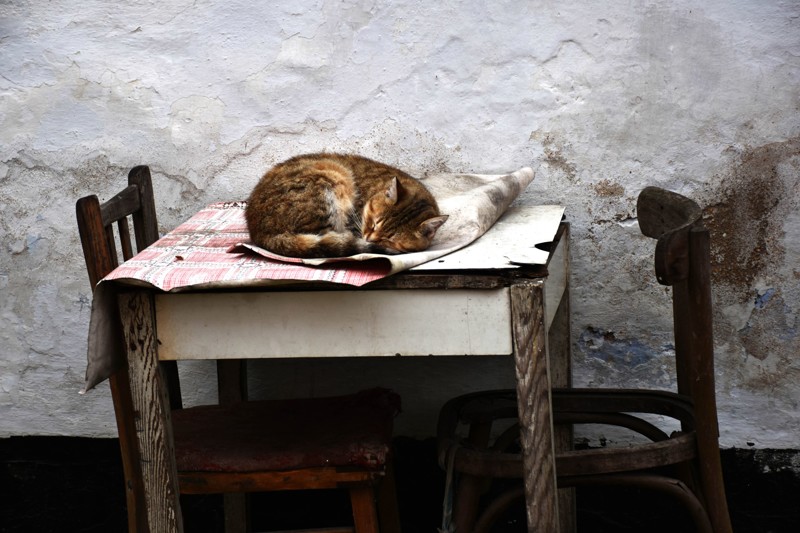Очень колоритные уличные коты. Часть 3: спецвыпуск в честь Дня кошек в России