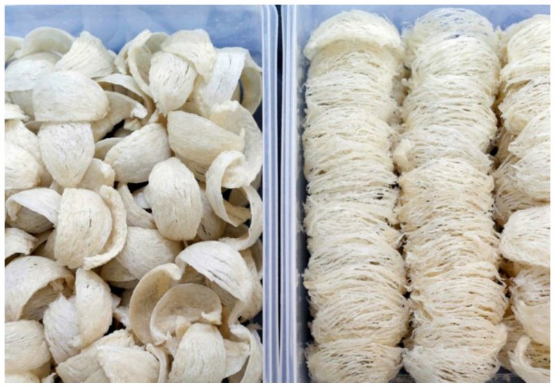 Гнезда, сделанные из слюны саланганы, люди употребляют в пищу и они особо ценятся в странах Юго-Восточной Азии, т.к. считаются лечебными
