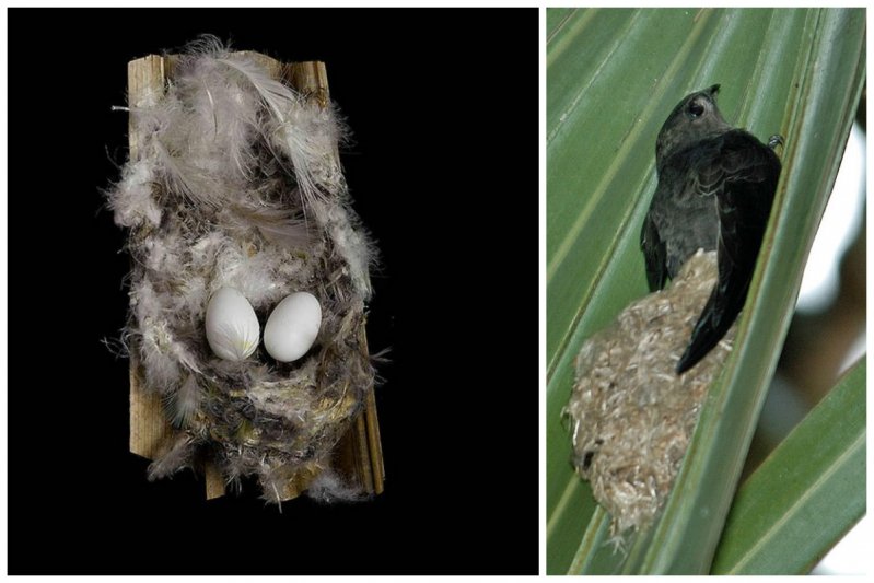 Интересное гнездо у пальмового стрижа - он приклеивает на полоску слюны, снизу пальмового листа, несколько перьев и к ним также слюной приклеивает яйца, после того, как вылупятся птенцы они все время цепляются за подстилку и прижимаются грудью к лист
