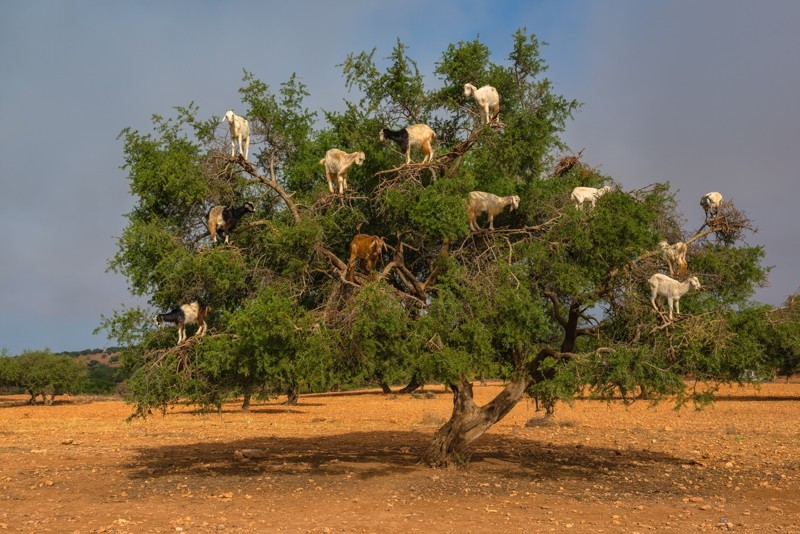10. Козы, пасущиеся на деревьях, Марокко 