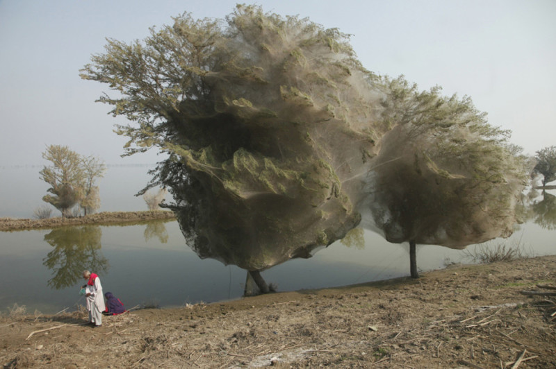 6. Деревья-Коконы, Пакистан 