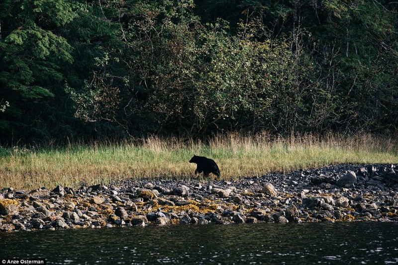 В глушь, на Аляску: как жить на острове среди медведей и китов и не сойти с ума