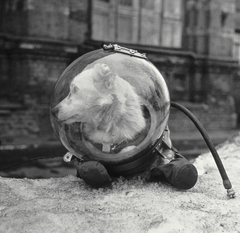 Собака Белка в скафандре, 1960 год, СССР
