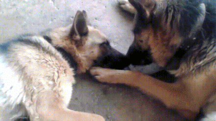 Во что значит настоящая семья