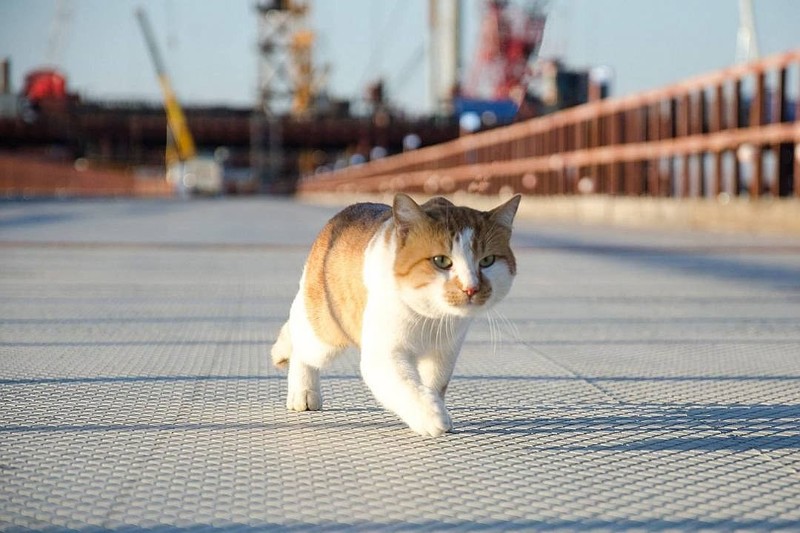 Самый знаменитый кот России: Без меня на стройке никакой дисциплины!