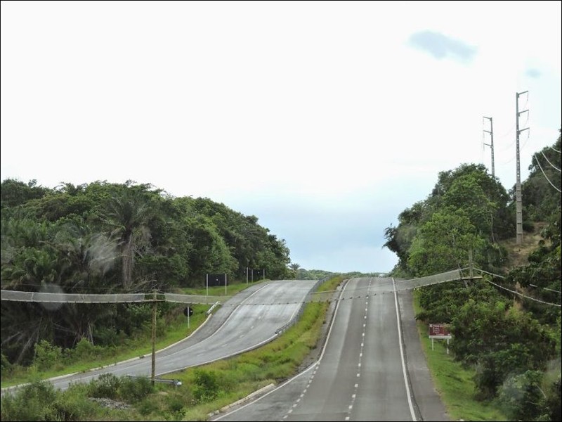 Мост для обезьян и других желающих над шоссе в Бразильском штате Баия
