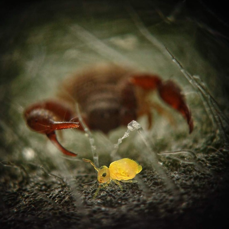 Живущие в природе ложноскорпионы питаются мельчайшими насекомыми — коллемболами, личинками мух и мелких жуков, мелкими паучками, почвенными клещами, нематодами. 