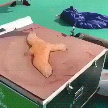 Прикольные гифки