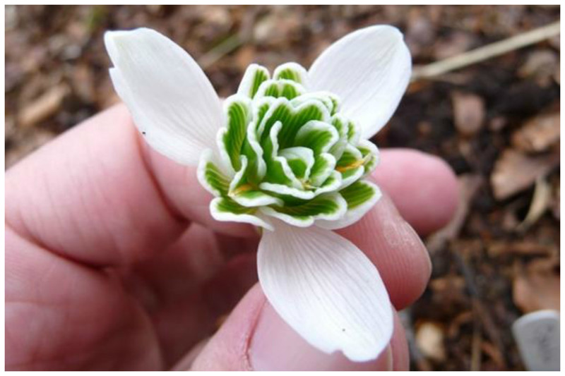 Махровый гибрид подснежника складчатого "Ophelia" отличается более мелкими внутренними лепестками и высотой цветка, достигающей 25-ти см.