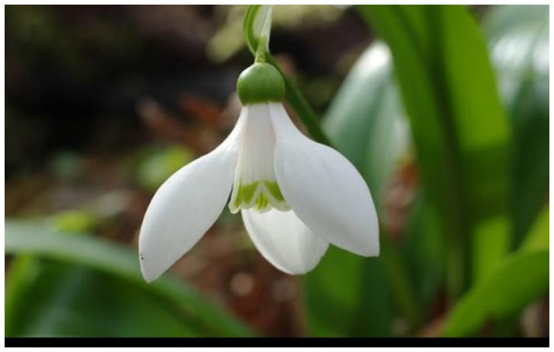 Подснежник Воронова (Galanthus woronowii) - растение с широкими листьями и небольшими белыми цветками, внутренние лепестки которых как будто заштрихованы зеленым.