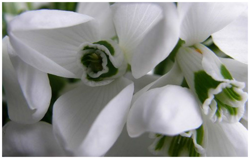 * Galanthus elwesii Hook.f. — Подснежник Эльвеса (очень крупные цветки с запахом меда и нежными зелеными пятнышками на лепестках)