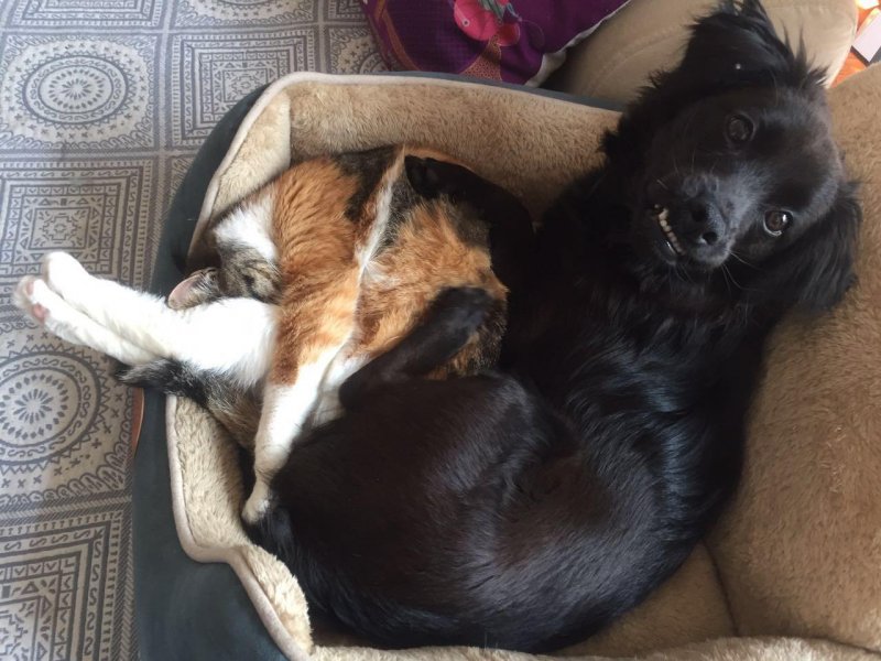 Когда приходится делить лежак с котом 
