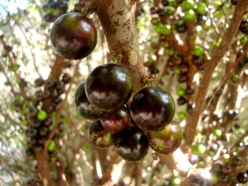 Жаботикаба – дерево, плоды которого растут прямо из ствола