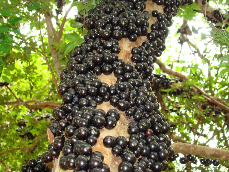 Жаботикаба – дерево, плоды которого растут прямо из ствола