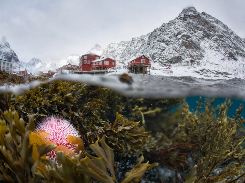 Подводный мир Норвегии 