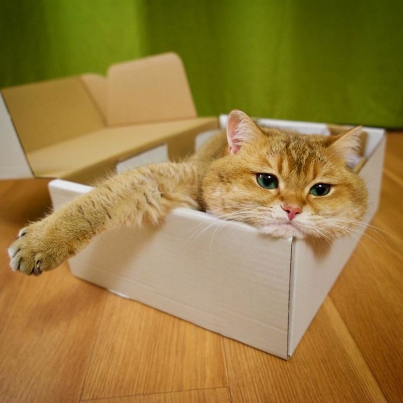 Кот в коробке 
