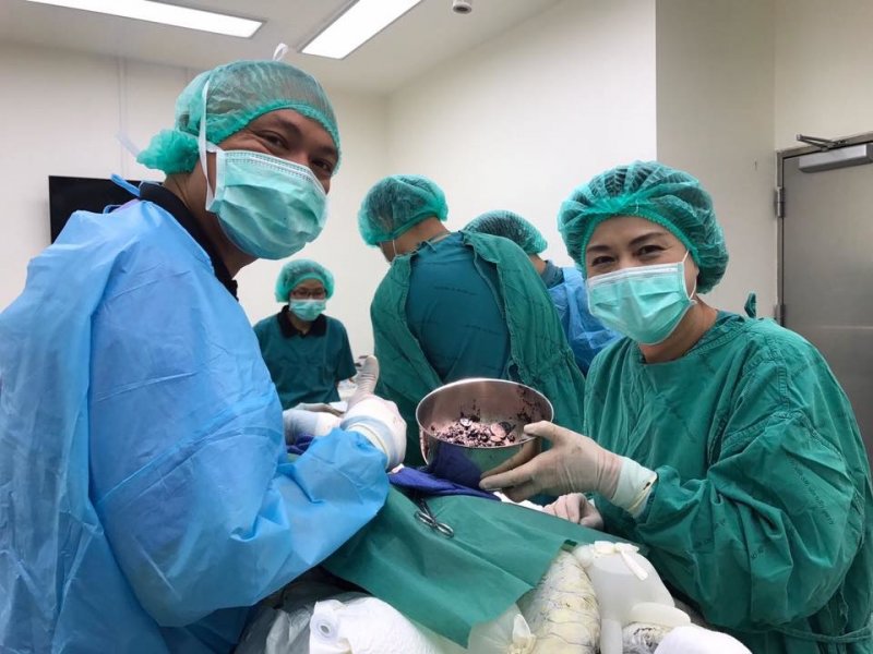 Хирурги достали из желудка черепахи несколько килограммов монет