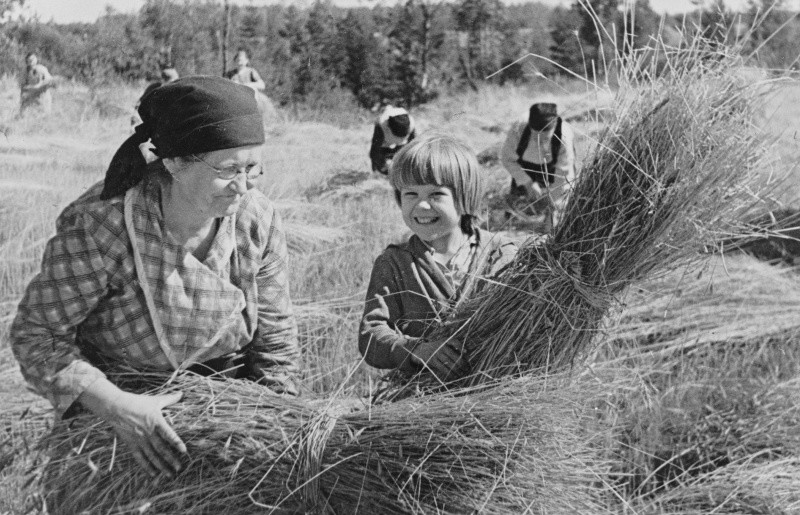 Советские колхозники — шестидесятилетняя женщина и ее внучка — убирают урожай в сентябре 1941 года.