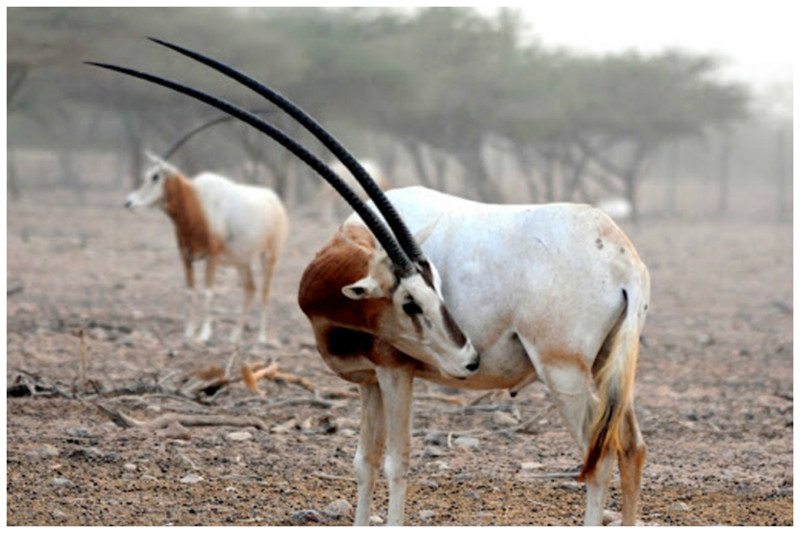Антилопы ориксы - длина рогов достигает 120 см