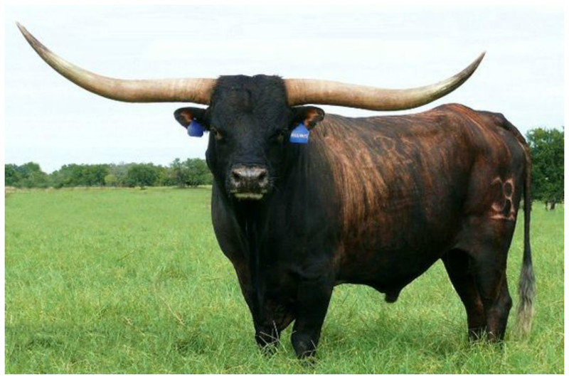 Племенной бык с размахом рогов 2 метра