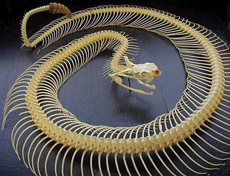 Как выглядит скелет змеи