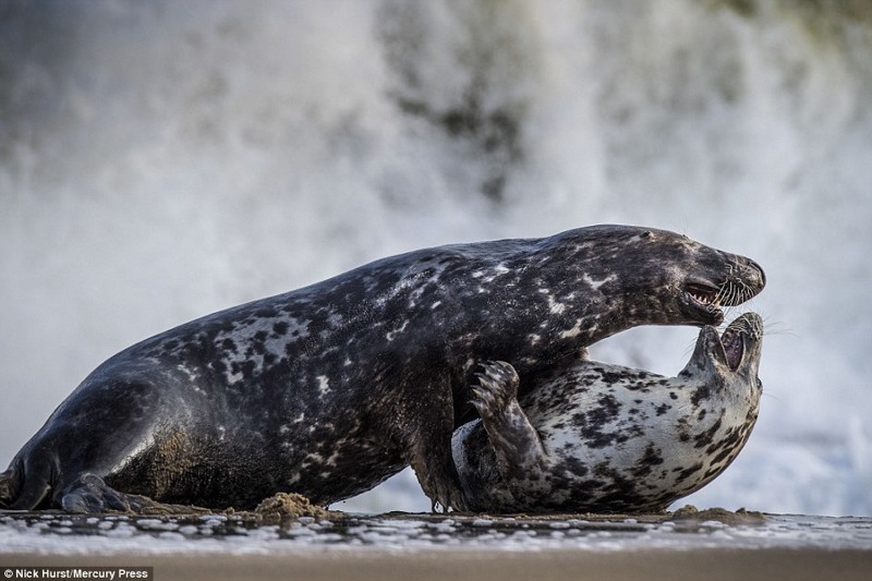 Боевая ничья: схватка двух тюленей