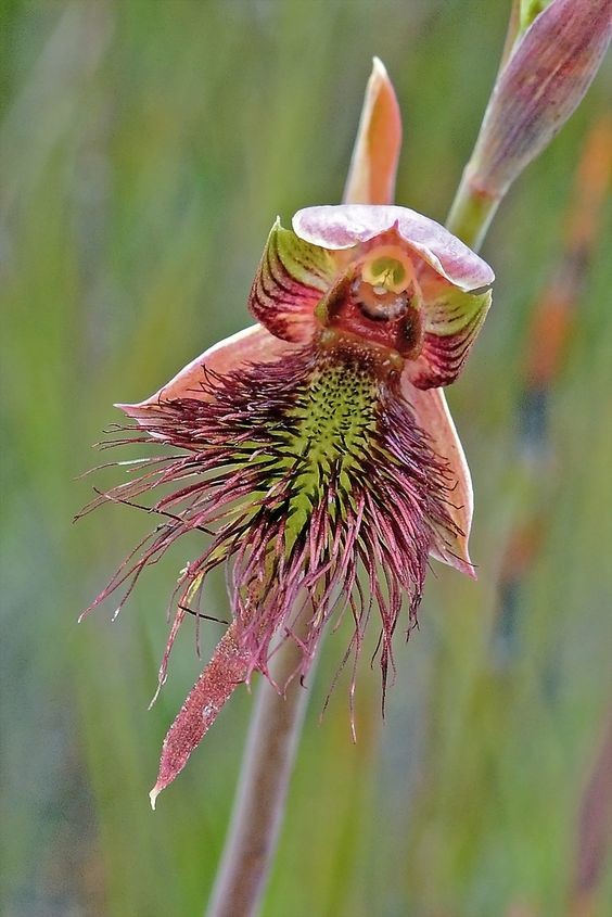 Strap-Beard-Orchid: Calochilus paludosus