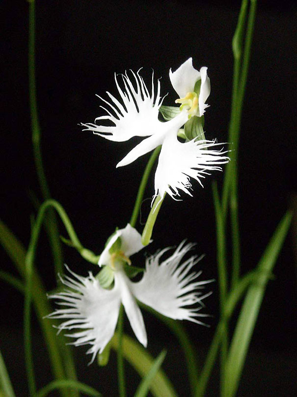 Orquídea Garça-Branca (Habenaria radiata)