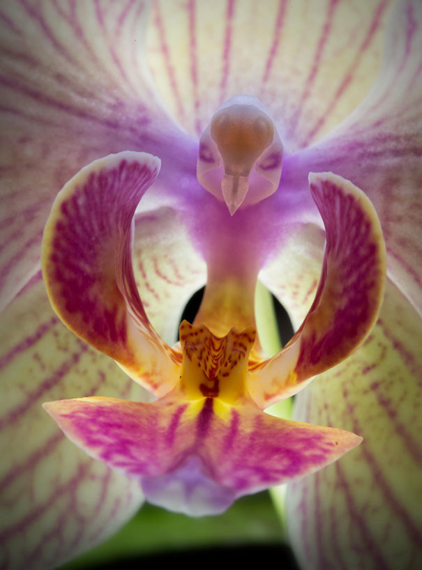 Orquídea Mariposa (Phalaenopsis)
