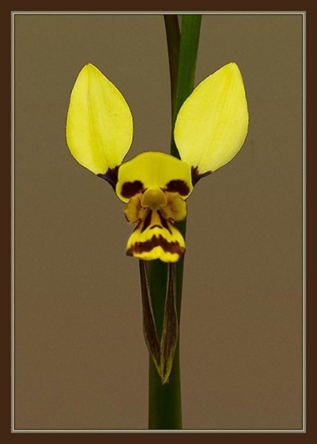 Диурис — род травянистых растений семейства Орхидные