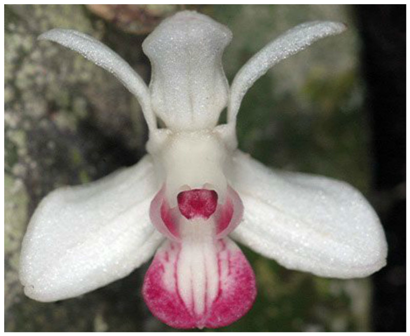 Orchid-Mimicry: экзотическая новая орхидея, обнаруженная в 2010 году в Папуа-Новой Гвинее