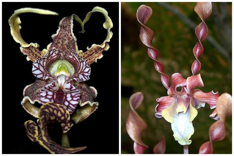 Dendrobium spectabile flower и Dendrobium Helix Orchid