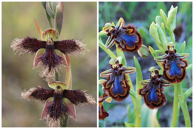 Mutant Purple-Beard-Orchid и Bee-Orchid