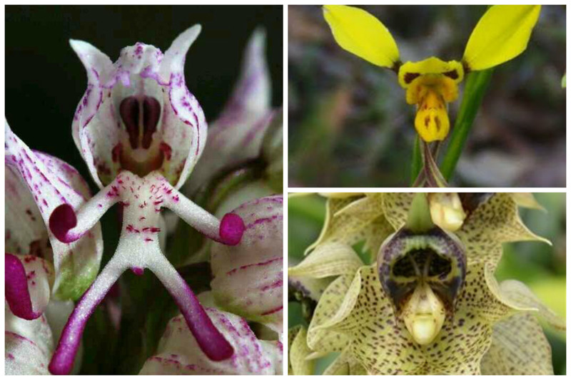 Orchid "Space Alien", Donkey Orchid - Diuris и Catasetum sanguineum