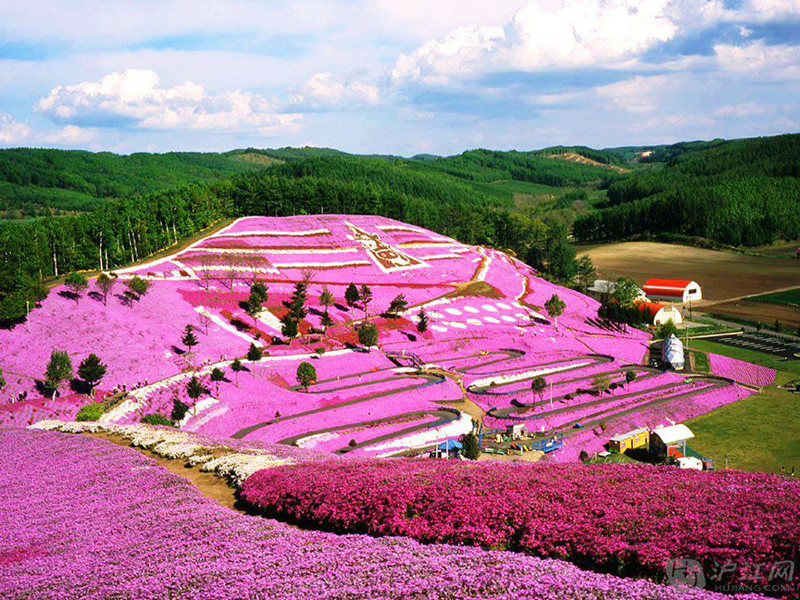 Парк Такиноуэ с цветами щибазакура (розовый Мосс), Япония