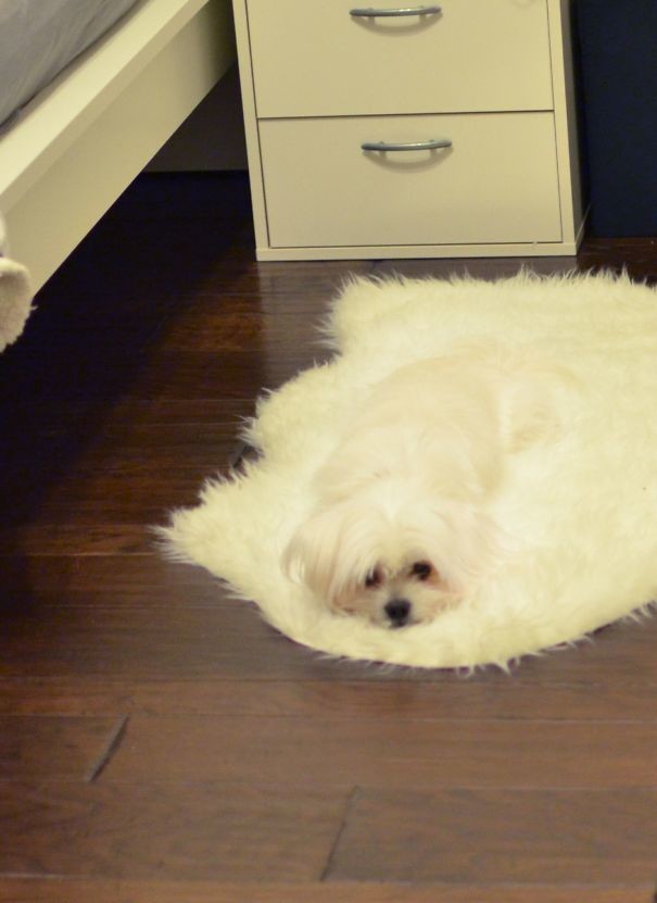 Собачка, расслабленно тающая на коврике
