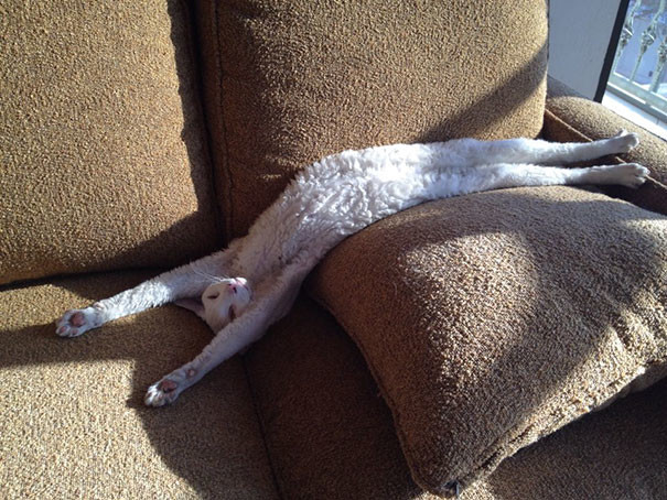 Кот, растекшийся по дивану