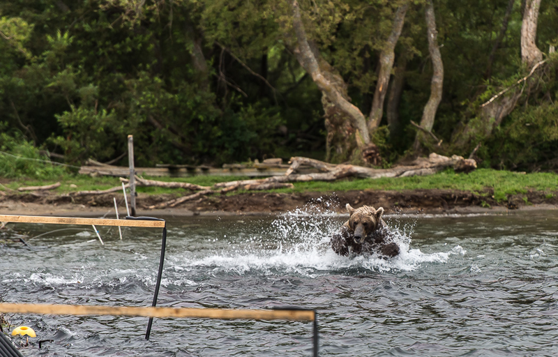 Камчатка. Медвежья рыбалка на заповедном кордоне