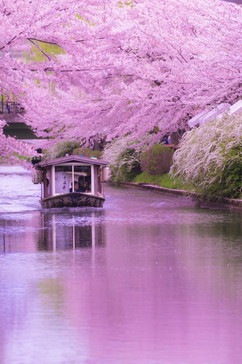 Цветение сакуры в Киото, Япония