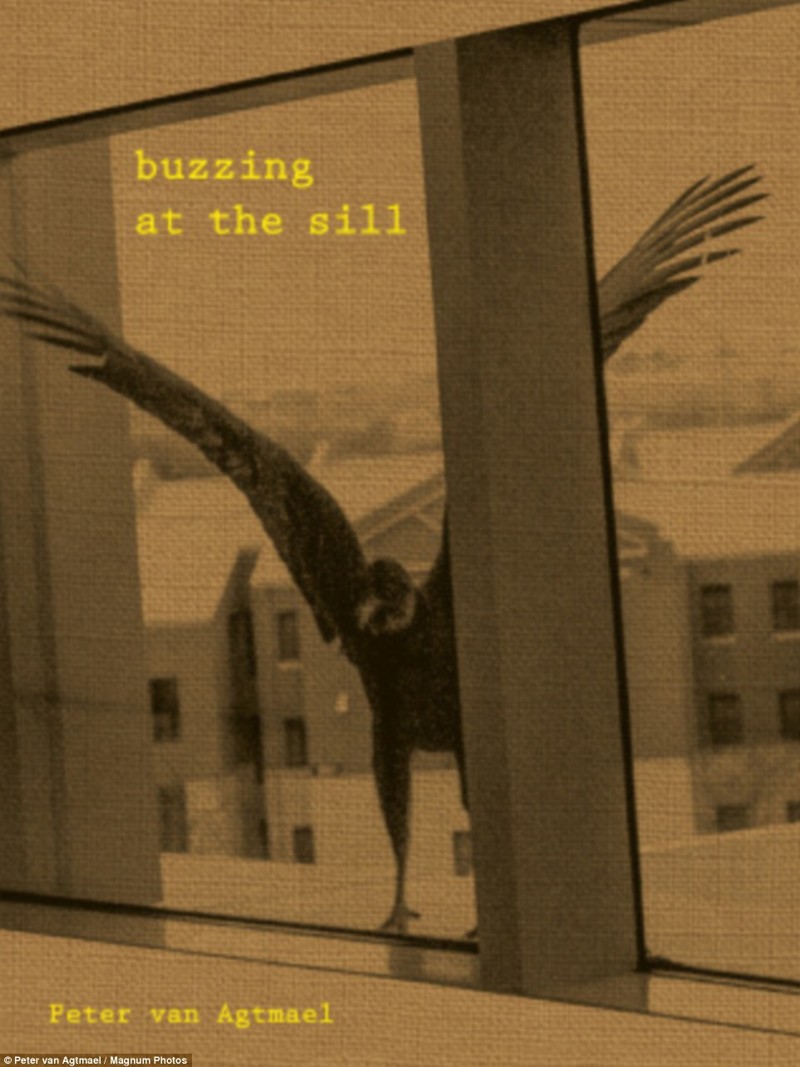 Обложка новой книги Питера ван Агтмаела "Buzzing at the Sill"