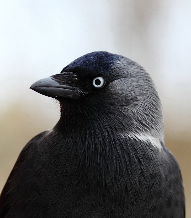 Галки Corvus monedula — самые мелкие птицы из семейства вороновых.