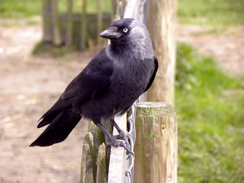 Эти птицы могут выговаривать слова не хуже попугаев.