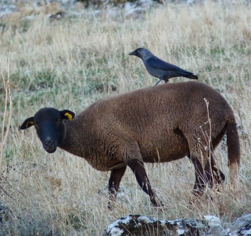 Иногда галки садятся на спины овец и выщипывают оттуда шерсть, которую потом используют для обустройства своих гнёзд.
