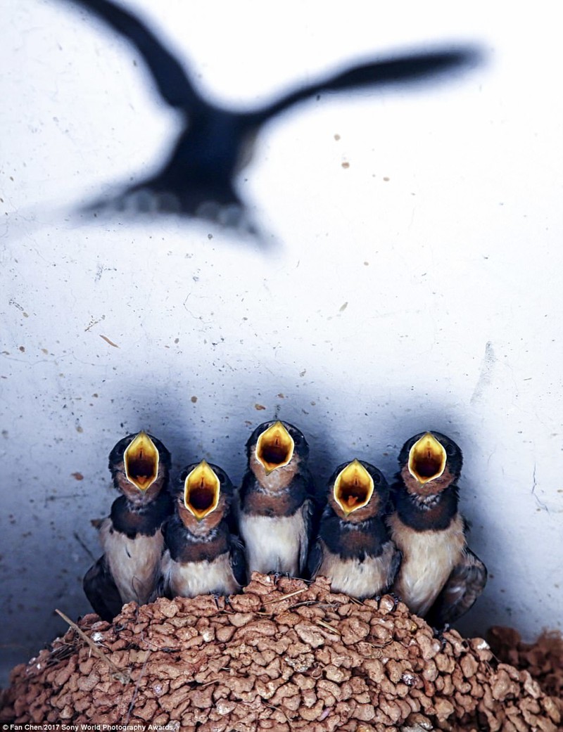 Птенцы ласточки с нетерпением ждут возвращения матери