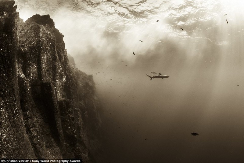 Шелковая акула у побережья островов Ревилья-Хихедо, Мексика